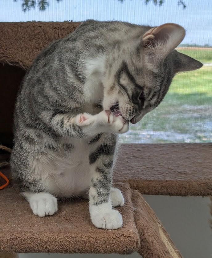 Enlarge DUSTY, a Adoptable Domestic Short Hair in Carthage, IL image 2/6