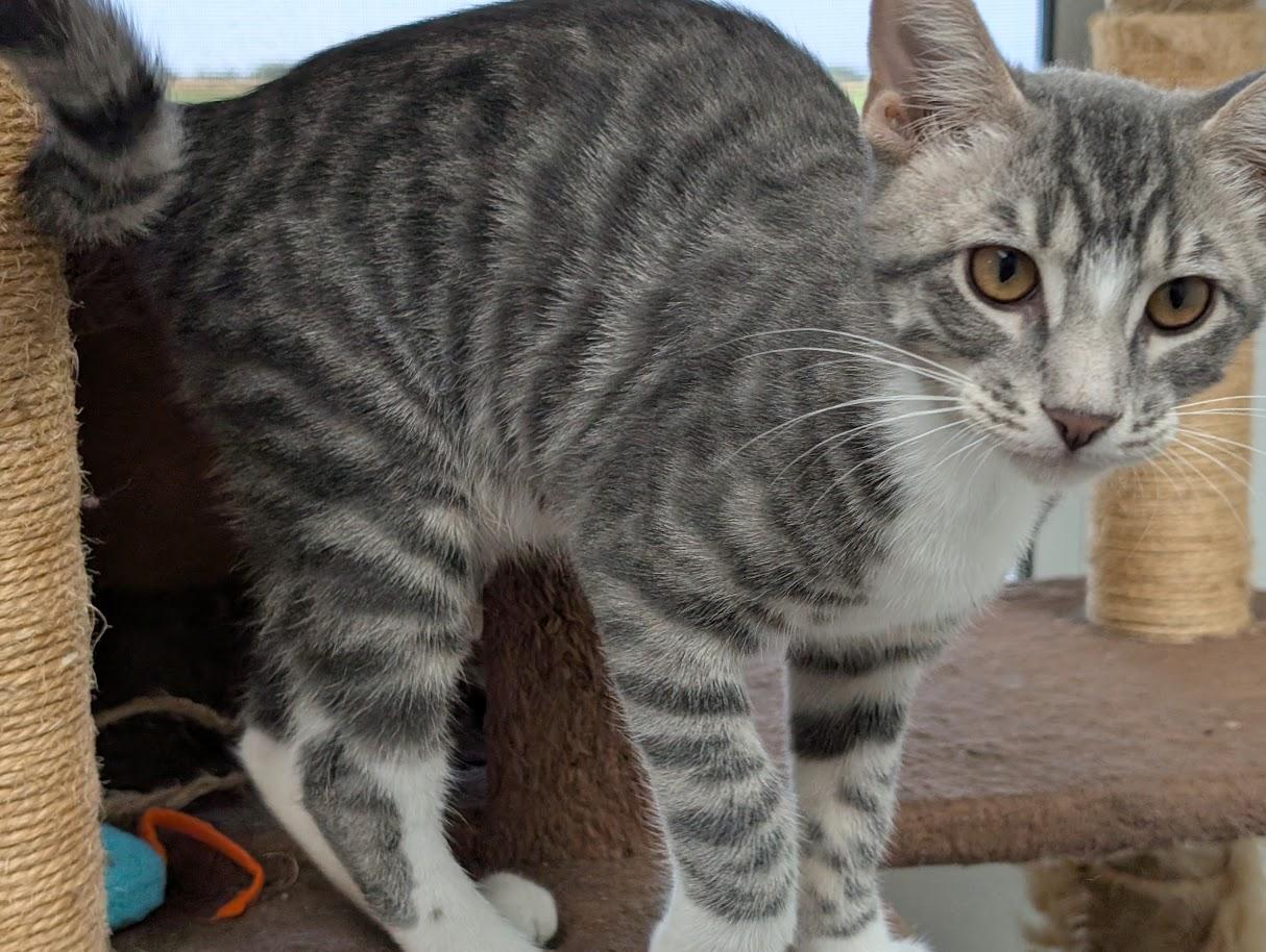Enlarge DUSTY, a Adoptable Domestic Short Hair in Carthage, IL image 4/6
