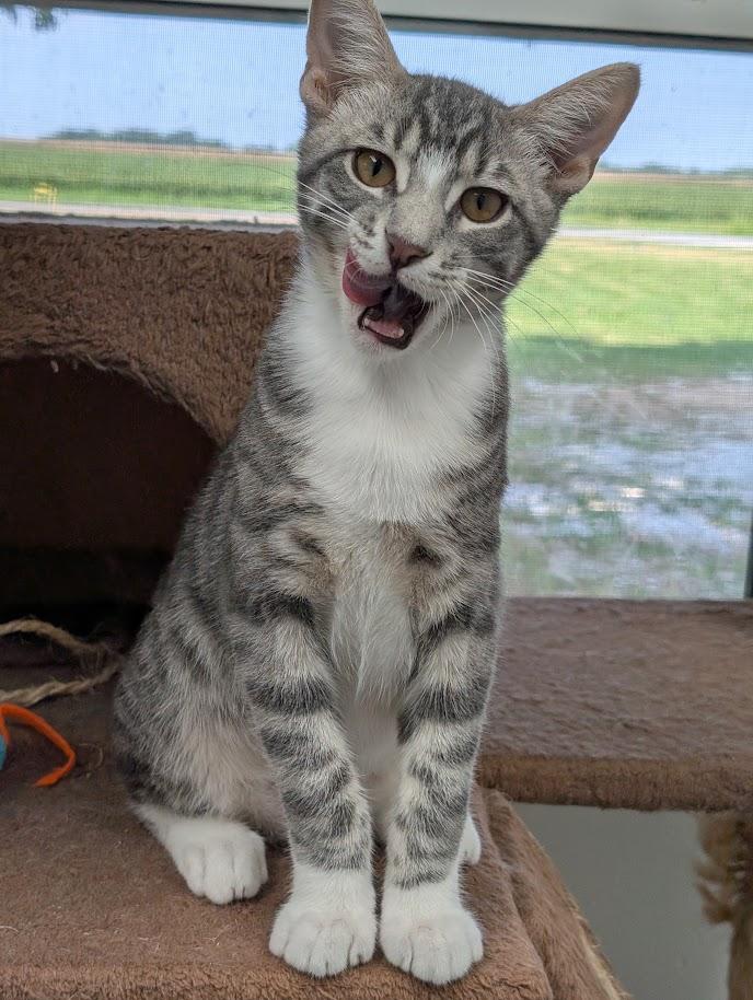 Enlarge DUSTY, a Adoptable Domestic Short Hair in Carthage, IL image 1/6