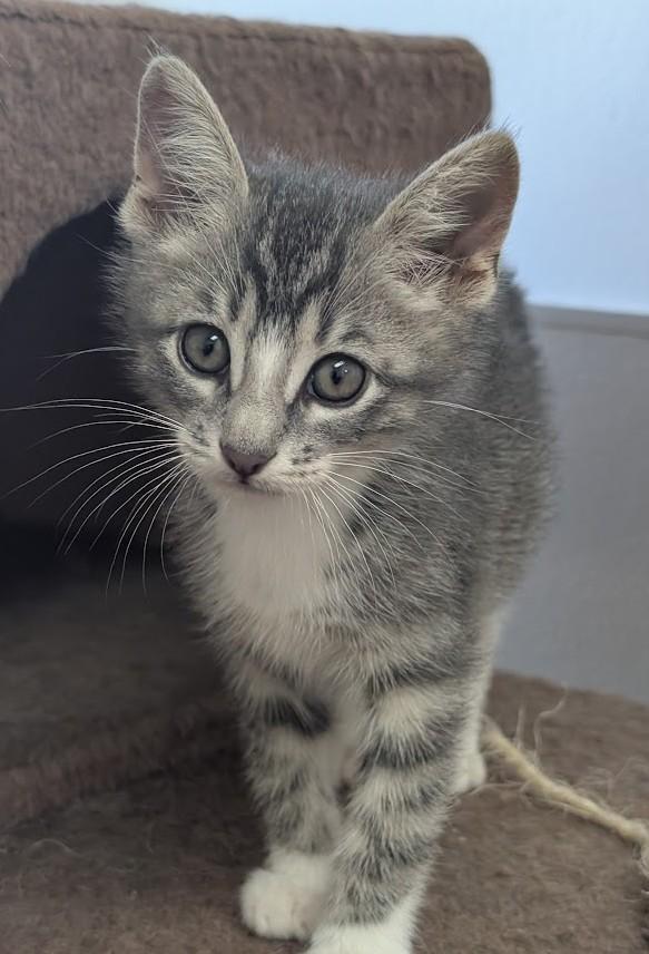 Enlarge DUSTY, a Adoptable Domestic Short Hair in Carthage, IL image 6/6