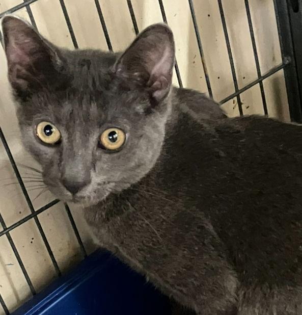 Enlarge STORM, a Adopted Domestic Short Hair in Smithtown, NY image 1/1