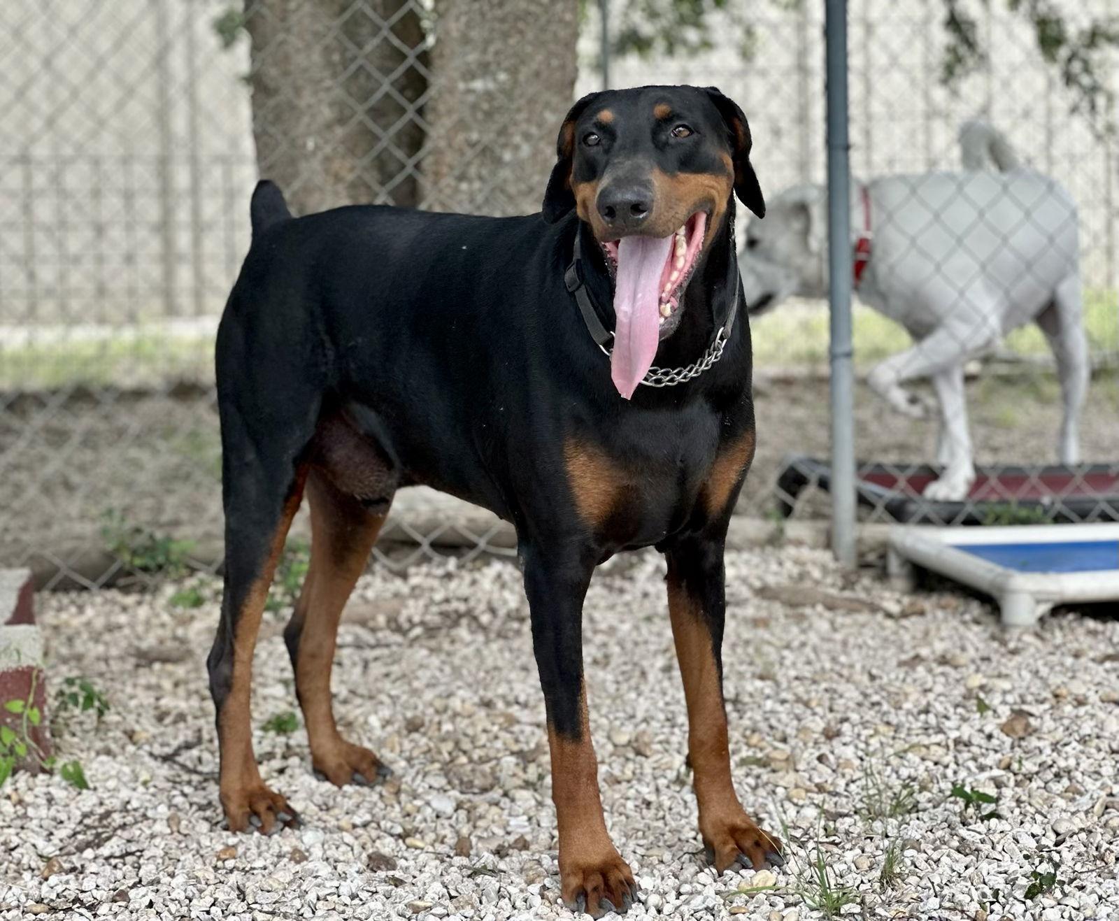 Enlarge Blade Runner, a Adopted Doberman Pinscher in San Antonio, TX image 1/3