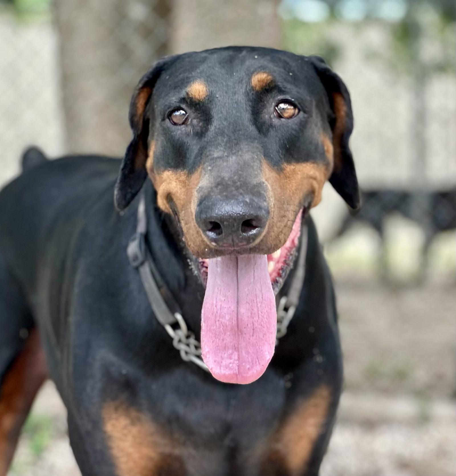 Enlarge Blade Runner, a Adopted Doberman Pinscher in San Antonio, TX image 2/3