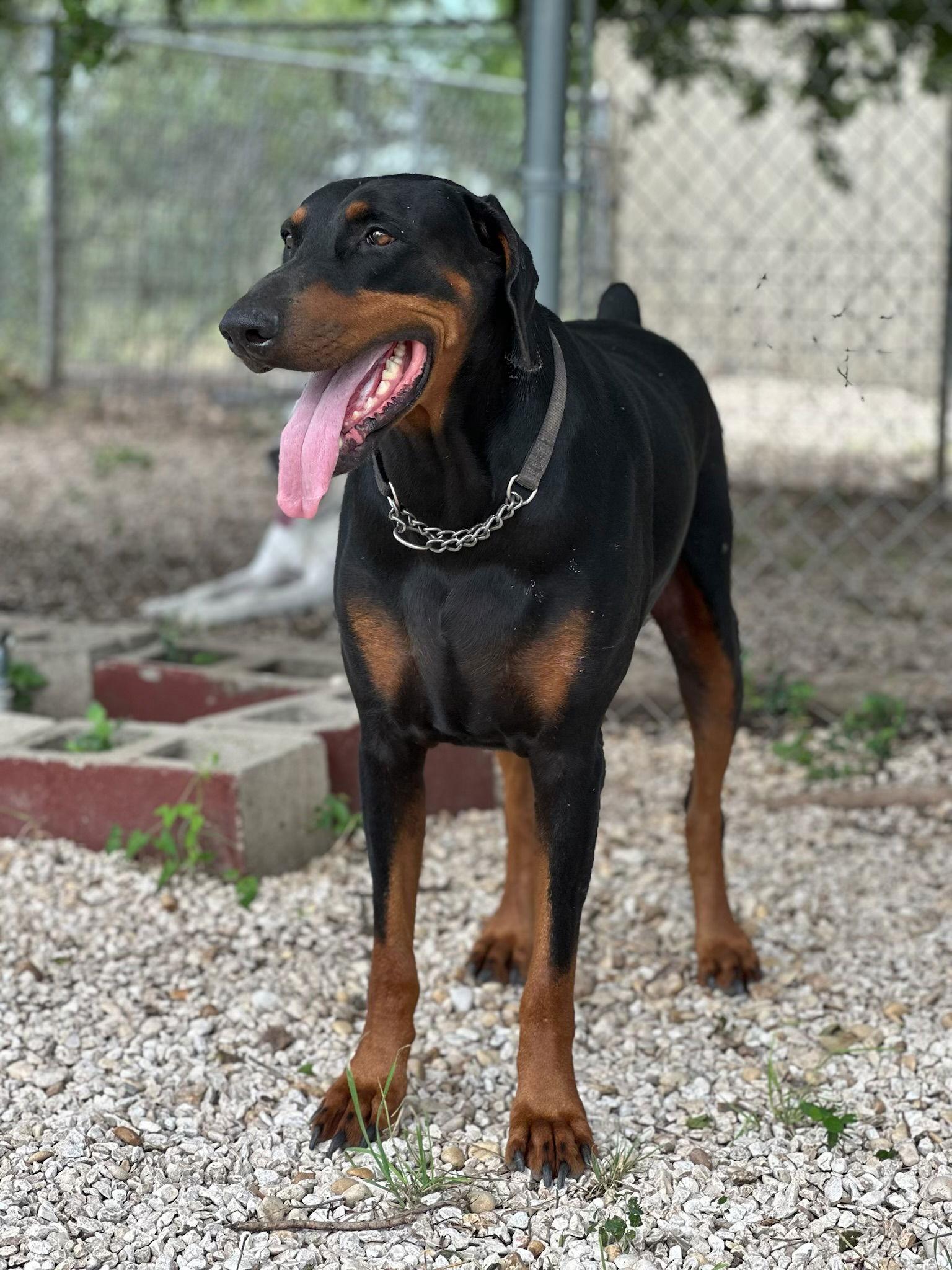 Enlarge Blade Runner, a Adopted Doberman Pinscher in San Antonio, TX image 3/3