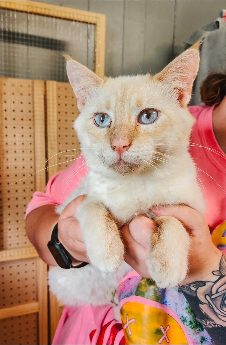 Dally-I'm FeLV +, Adopted, Adult Male Siamese.
