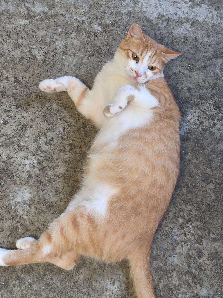 Zella, Adoptable, Young Female Domestic Short Hair.