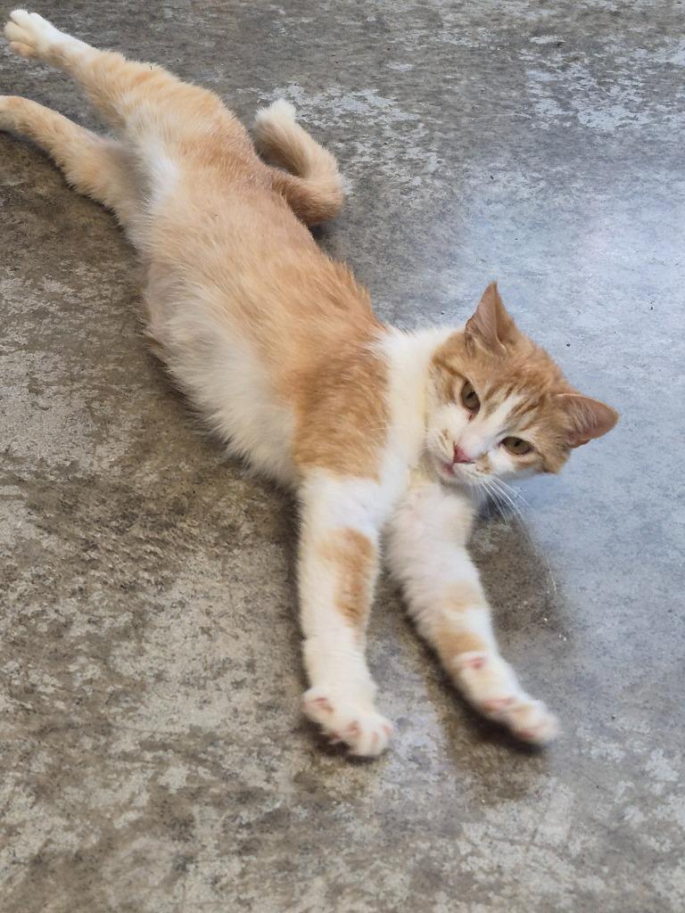 Zella, Adoptable, Young Female Domestic Short Hair.