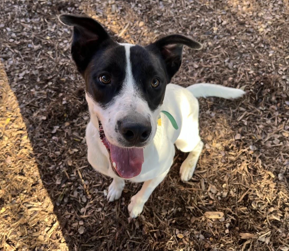 Tanner* A213692, Adoptable, Young Male Pointer.
