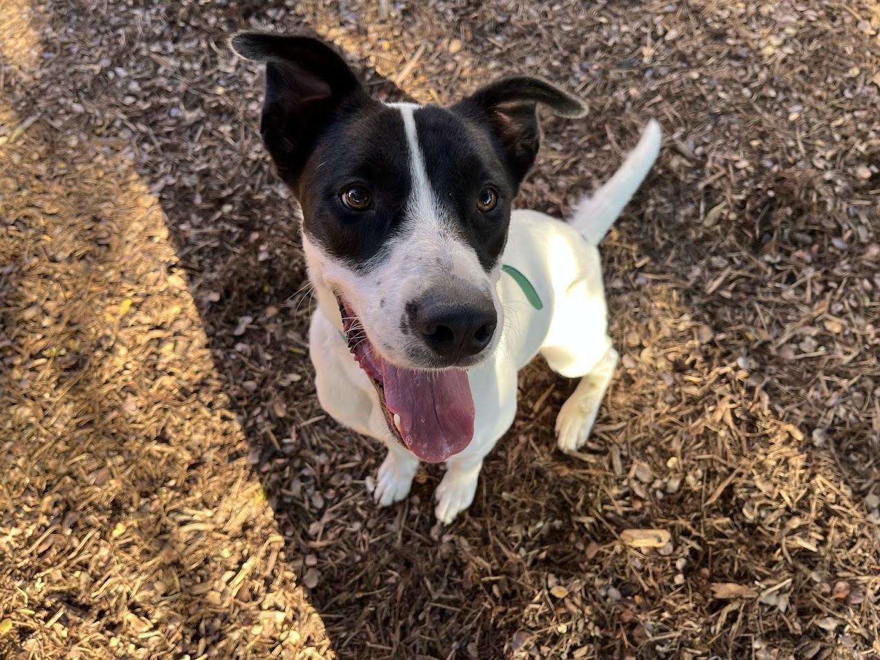 Enlarge Tanner* A213692, a Adoptable mixed breed in Plano, TX image 2/6