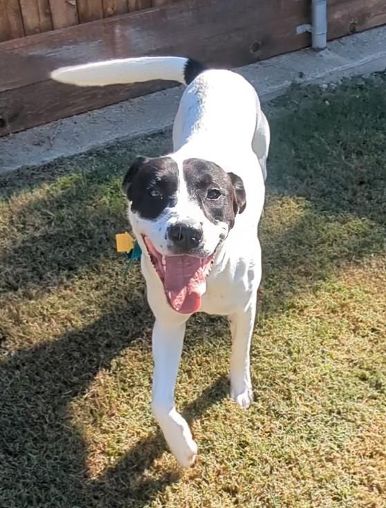 Enlarge Tanner* A213692, a Adoptable mixed breed in Plano, TX image 3/6