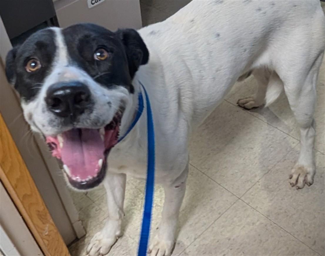 Tanner A213692