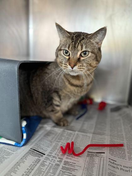 Rita, Adoptable, Adult Female Domestic Short Hair & Domestic Short Hair.