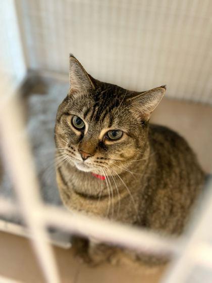 Enlarge Rita, a Adoptable Domestic Short Hair in Chicago, IL image 2/2