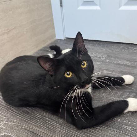 Jinx, Adoptable, Young Male Domestic Short Hair.