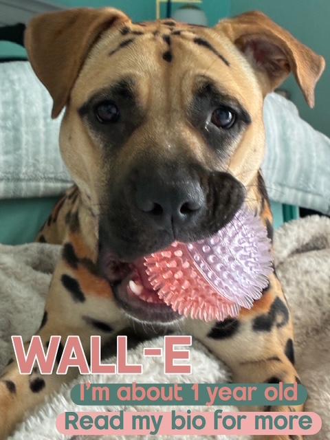 Enlarge Wall-E, a Adoptable mixed breed in Miami, FL image 3/5