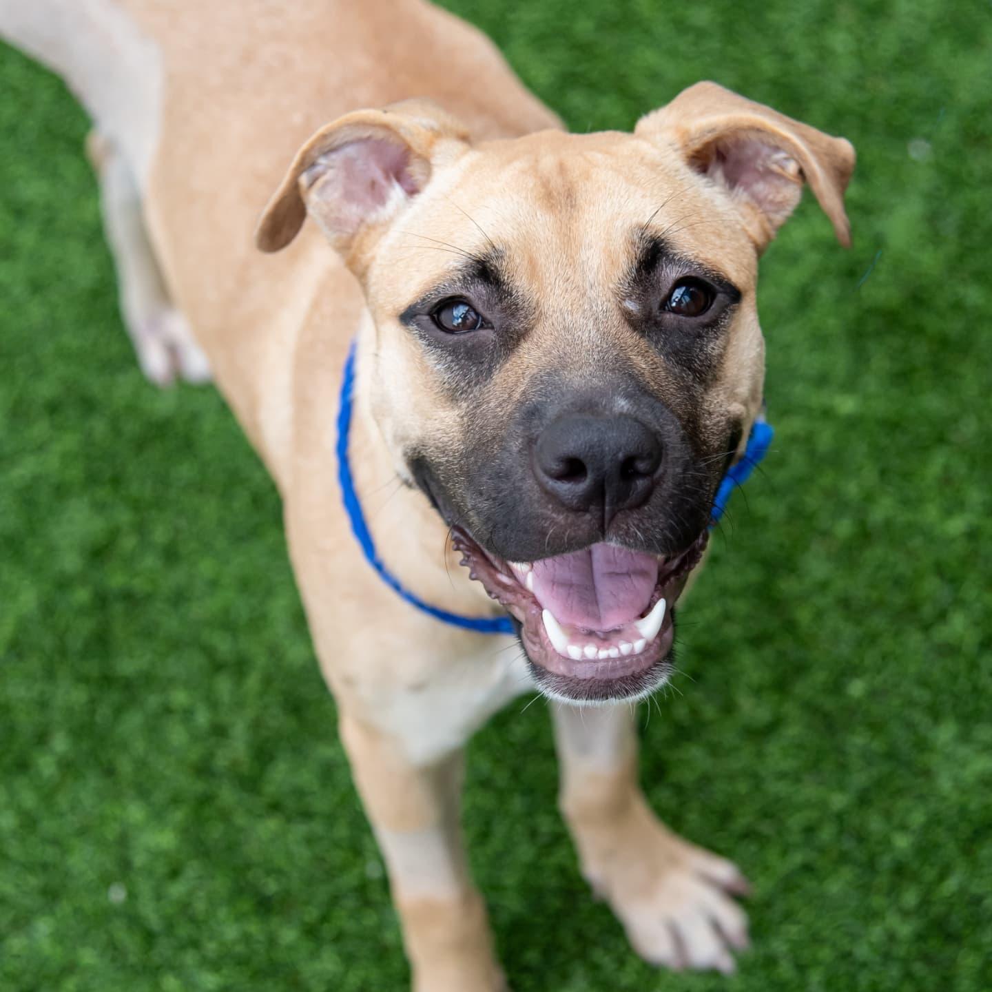 Enlarge Wall-E, a Adoptable mixed breed in Miami, FL image 4/5
