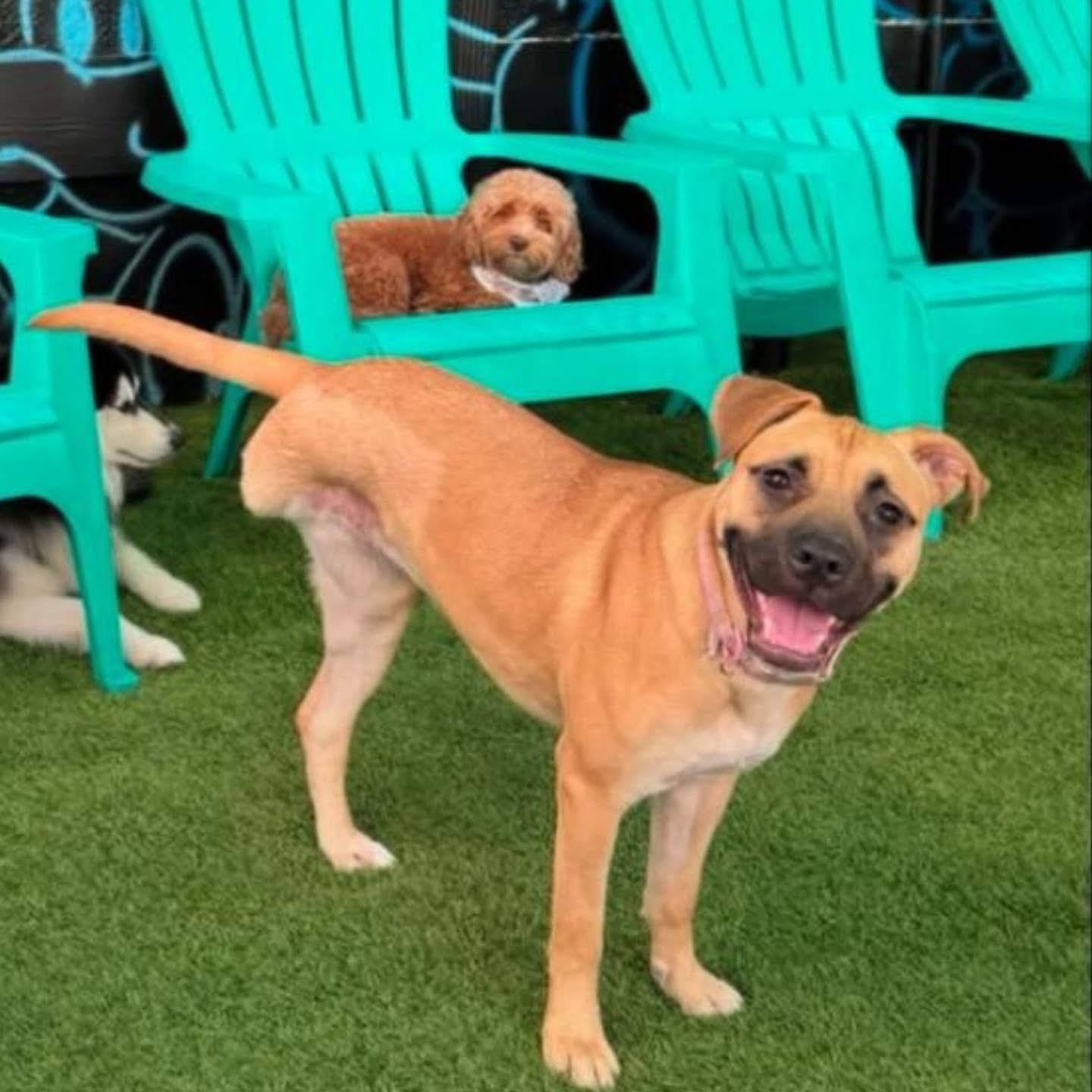 Wall-E, Adoptable, Young Female Black Mouth Cur.