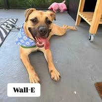 Enlarge Wall-E, a Adoptable mixed breed in Miami, FL image 1/6