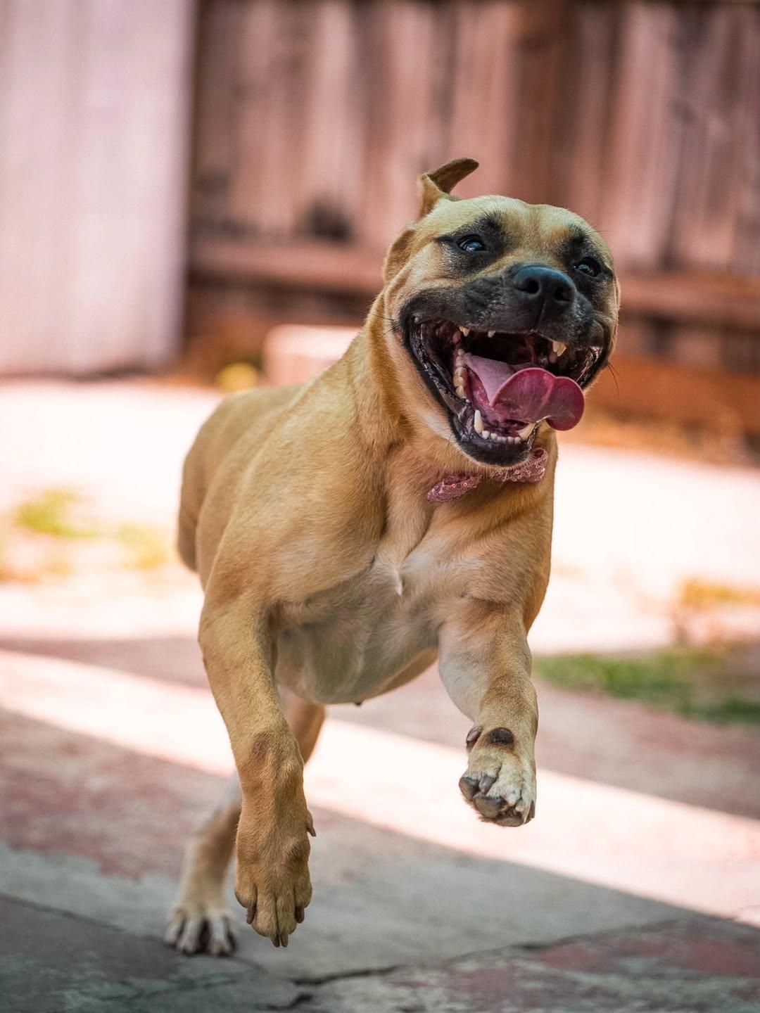 Wall-E, a Adoptable mixed breed in Miami, FL image 6/6