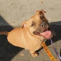 Enlarge Wall-E, a Adoptable mixed breed in Miami, FL image 2/6