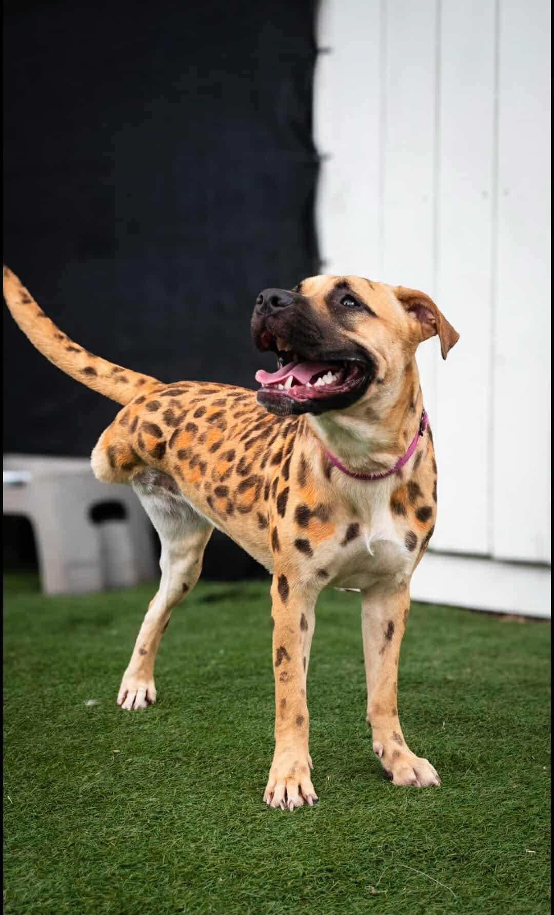 Enlarge Wall-E, a Adoptable mixed breed in Miami, FL image 5/5