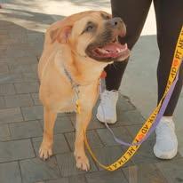 Enlarge Wall-E, a Adoptable mixed breed in Miami, FL image 6/6