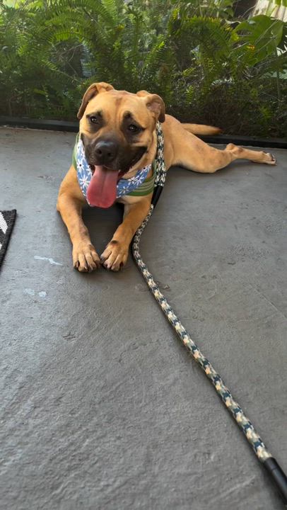 Enlarge Wall-E, a Adoptable mixed breed in Miami, FL video 2/6