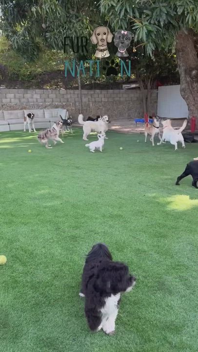 Enlarge Wall-E, a Adoptable mixed breed in Miami, FL video 6/6