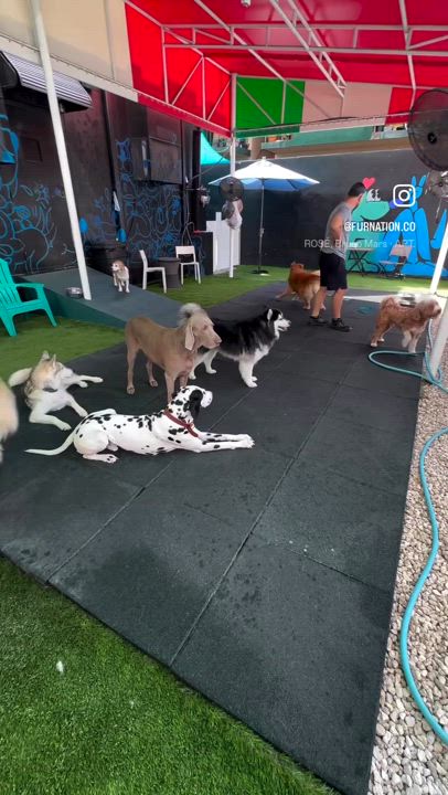 Enlarge Wall-E, a Adoptable mixed breed in Miami, FL video 2/5