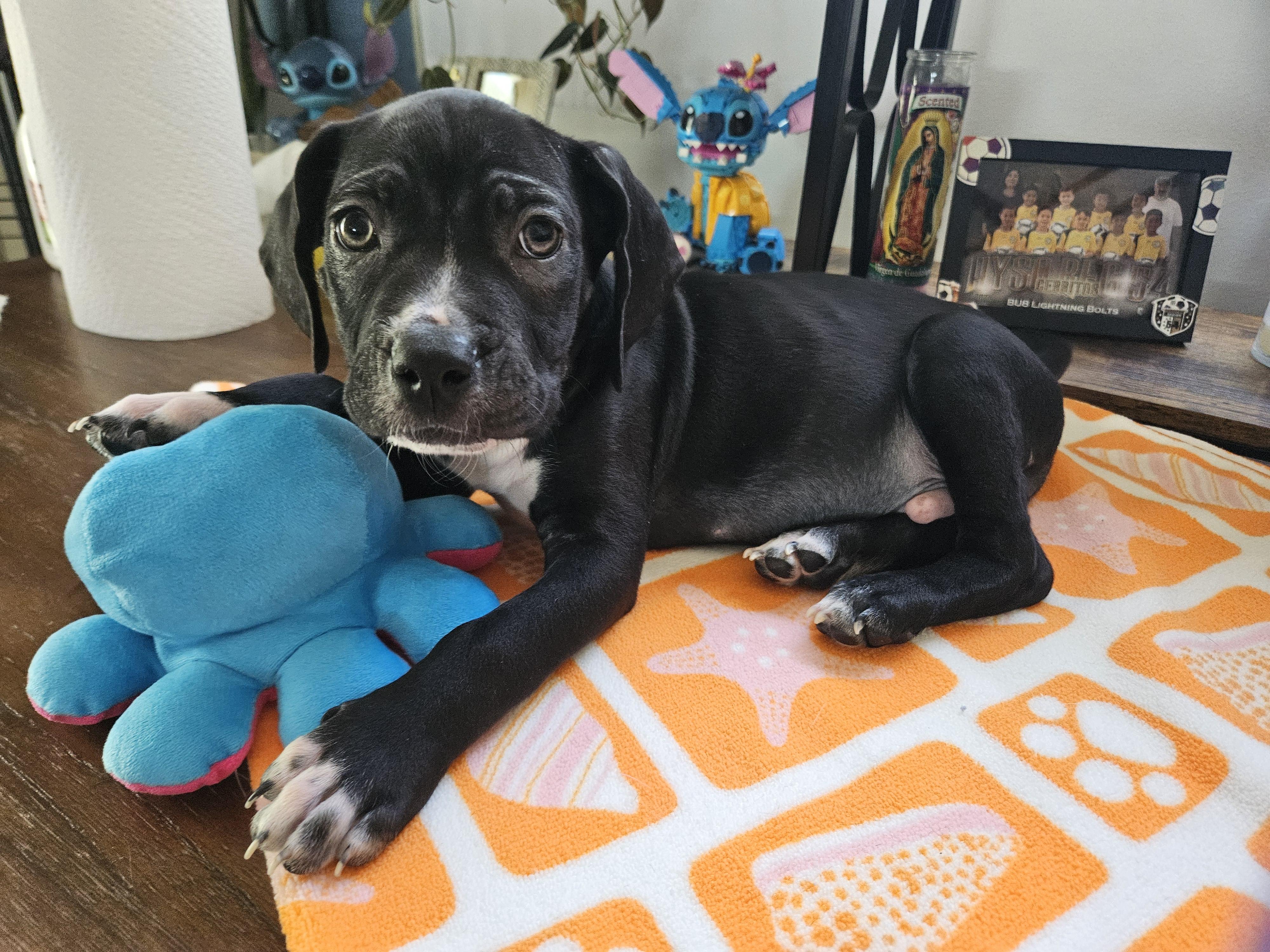 Gridley, ADOPTABLE, Puppy Male Black Labrador Retriever.