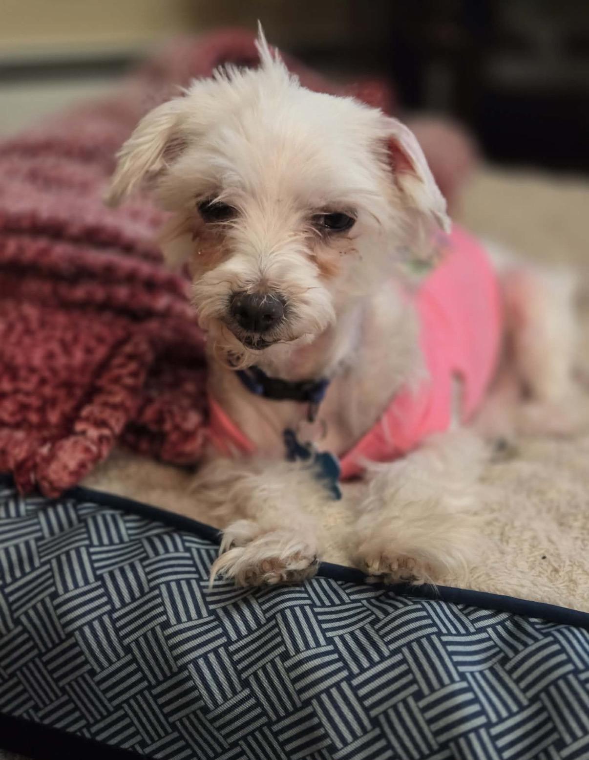 Enlarge Trooper, a ADOPTABLE Maltese in Whitewater, WI image 2/5