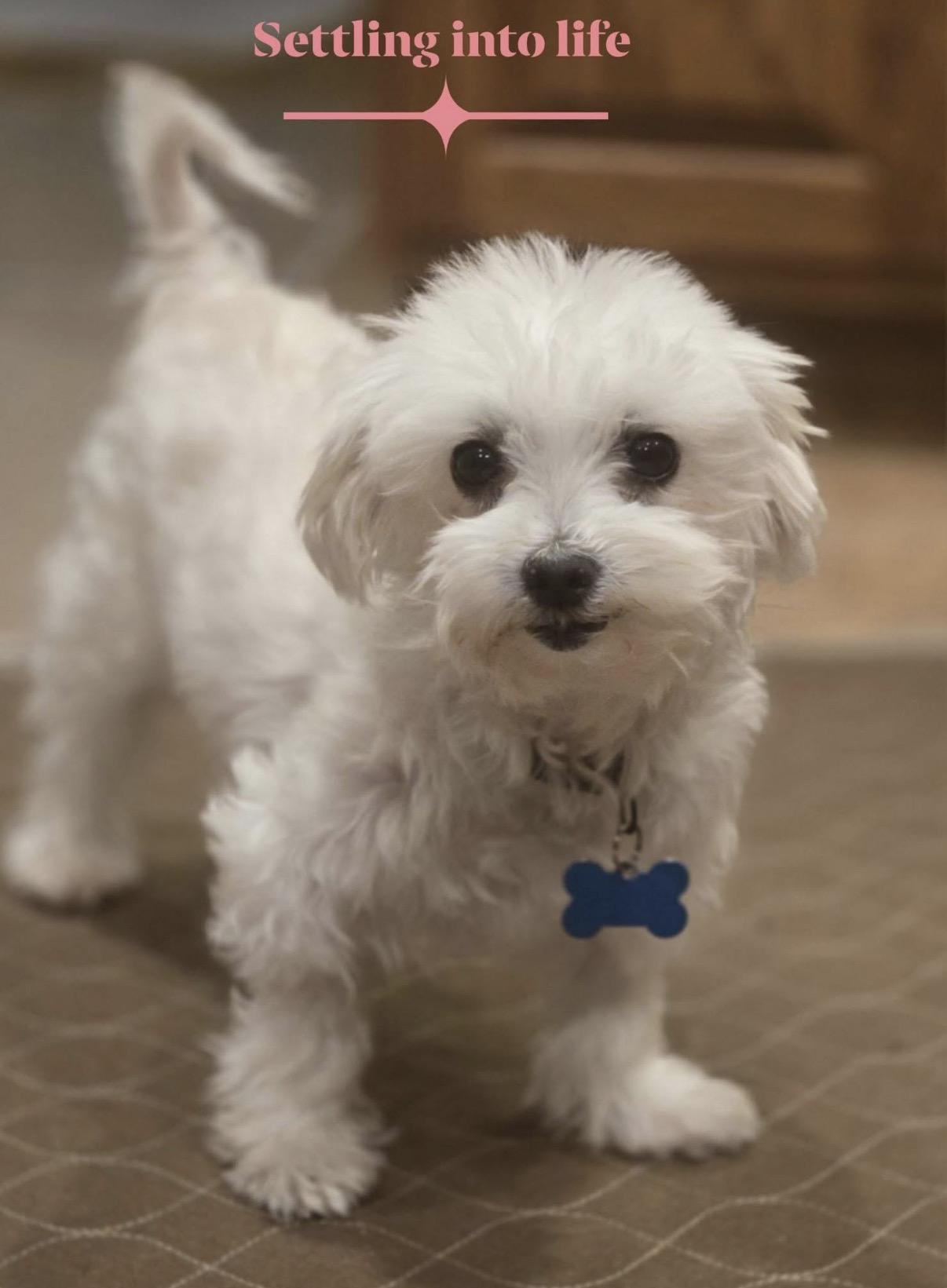 Trooper, ADOPTABLE, Adult Female Maltese.