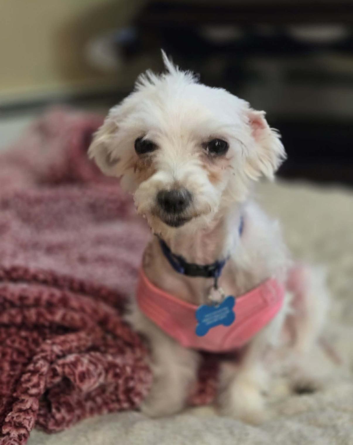 Enlarge Trooper, a ADOPTABLE Maltese in Whitewater, WI image 1/5