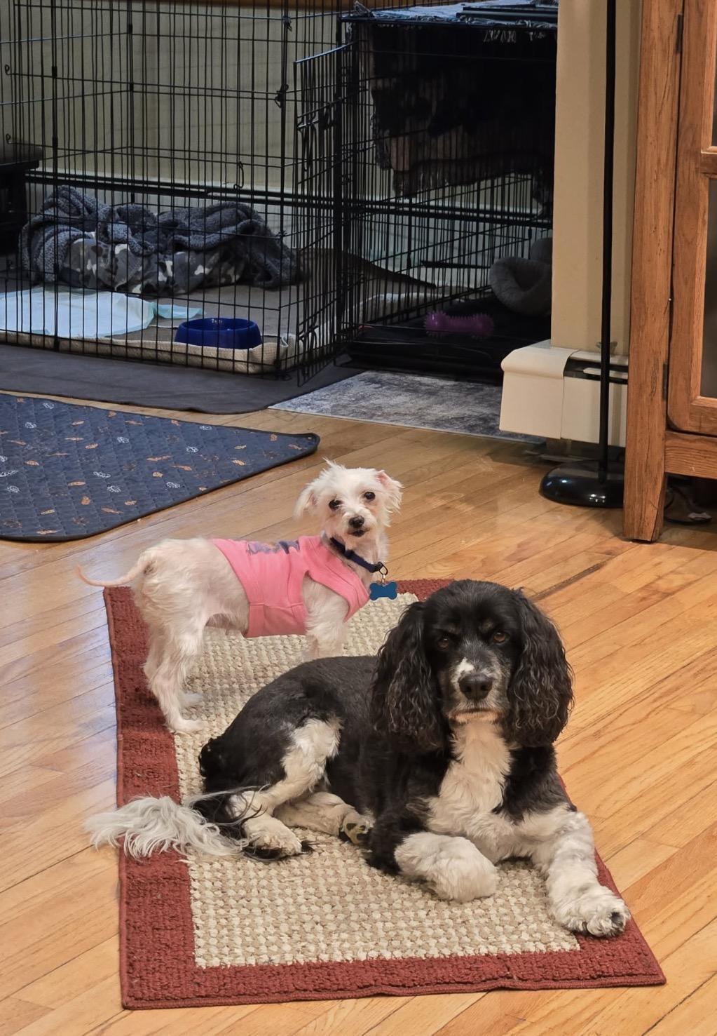Enlarge Trooper, a ADOPTABLE Maltese in Whitewater, WI image 3/5
