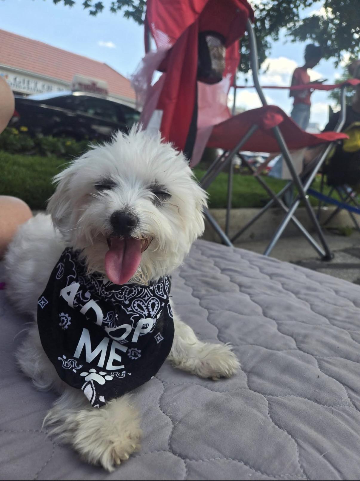 Enlarge Trooper, a ADOPTABLE Maltese in Whitewater, WI image 3/5