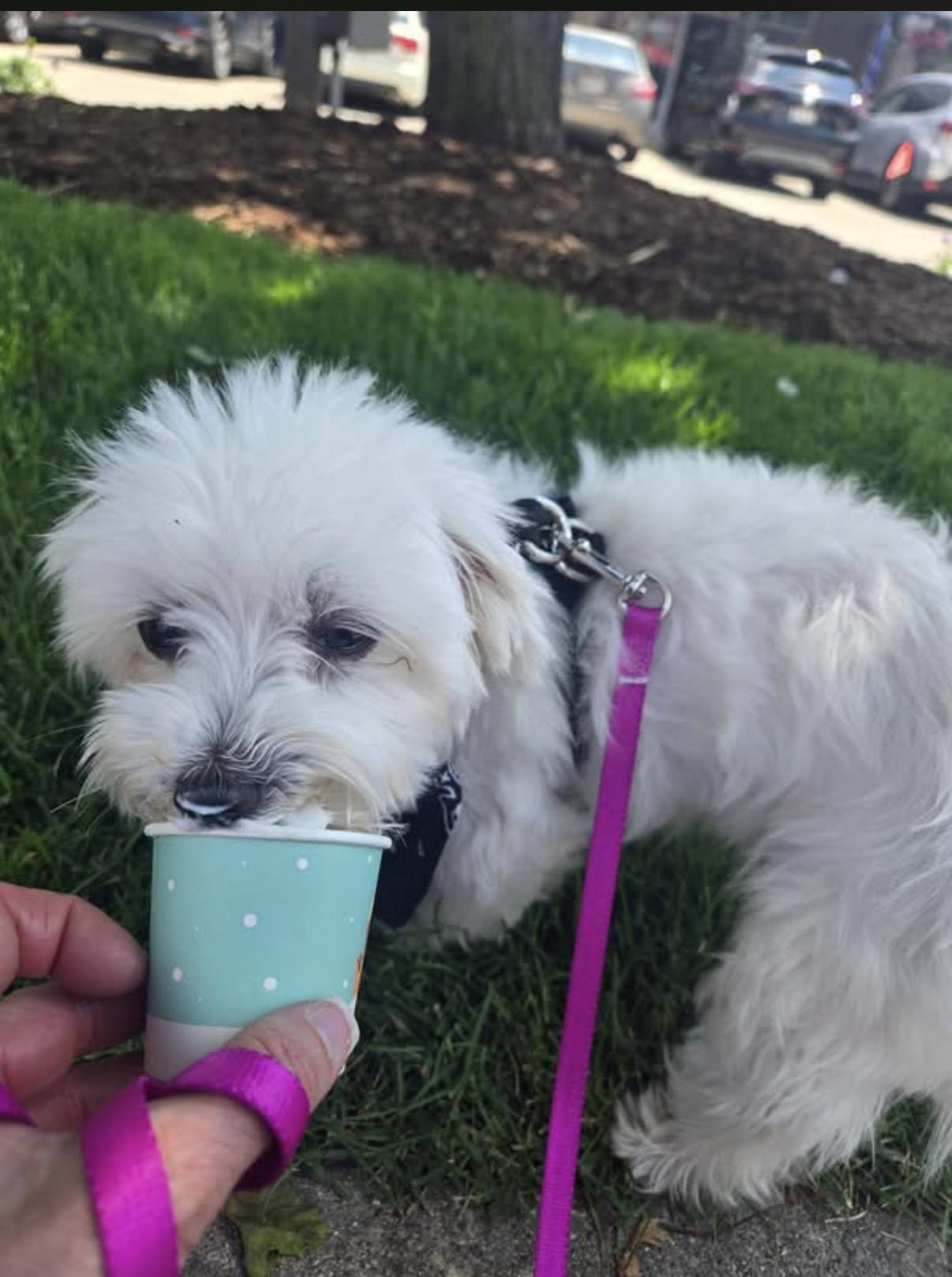 Enlarge Trooper, a ADOPTABLE Maltese in Whitewater, WI image 4/5
