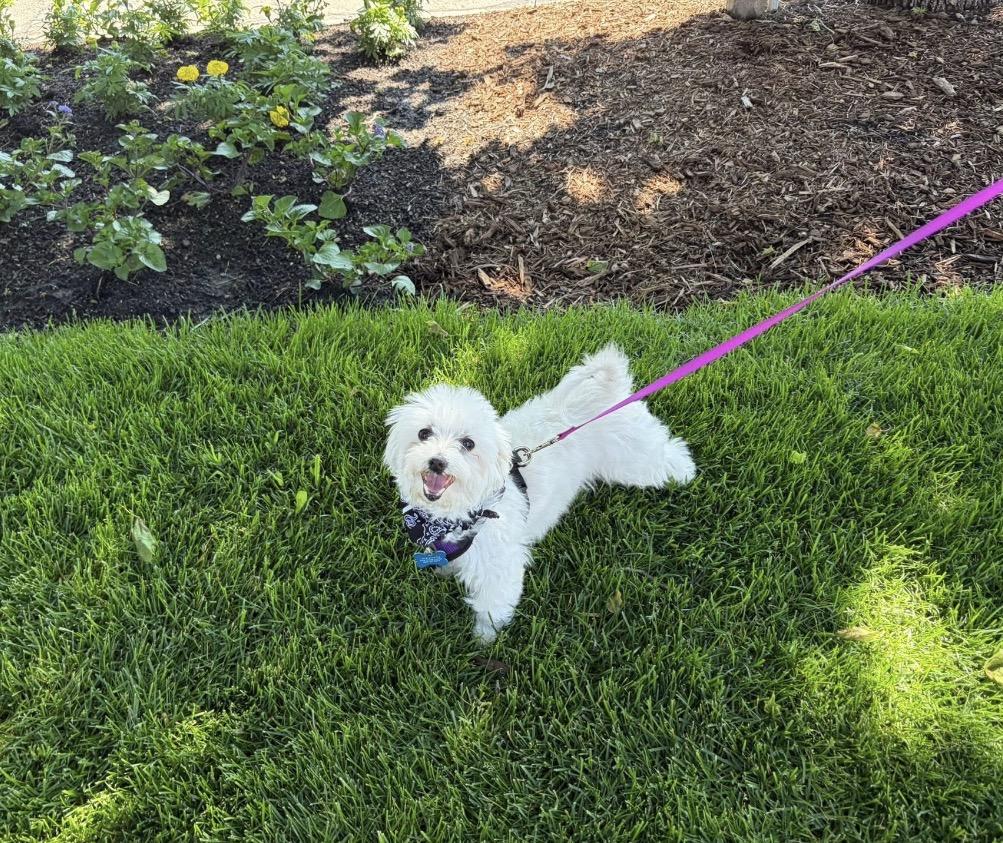 Enlarge Trooper, a ADOPTABLE Maltese in Whitewater, WI image 2/5