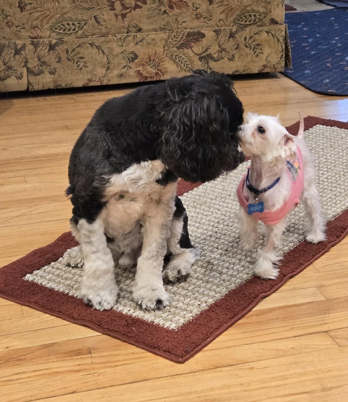 Enlarge Trooper, a ADOPTABLE Maltese in Whitewater, WI image 4/5