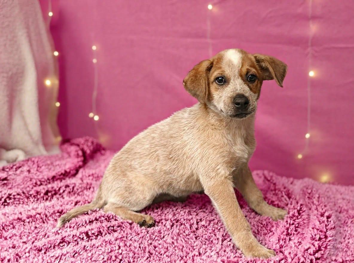 Mattie 26/621, Adopted, Puppy Female Australian Cattle Dog / Blue Heeler.