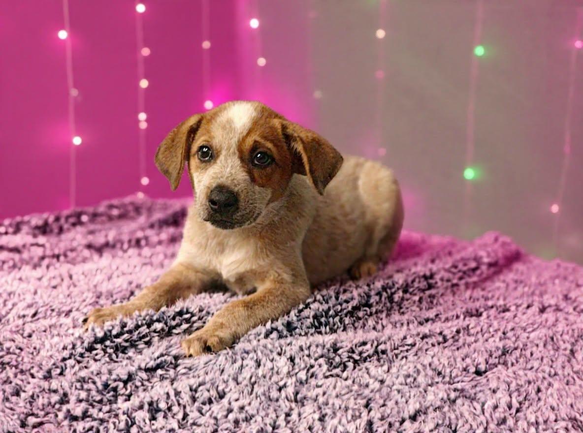 Enlarge Mattie 26/621, a Adopted Australian Cattle Dog / Blue Heeler in Talladega, AL image 2/3