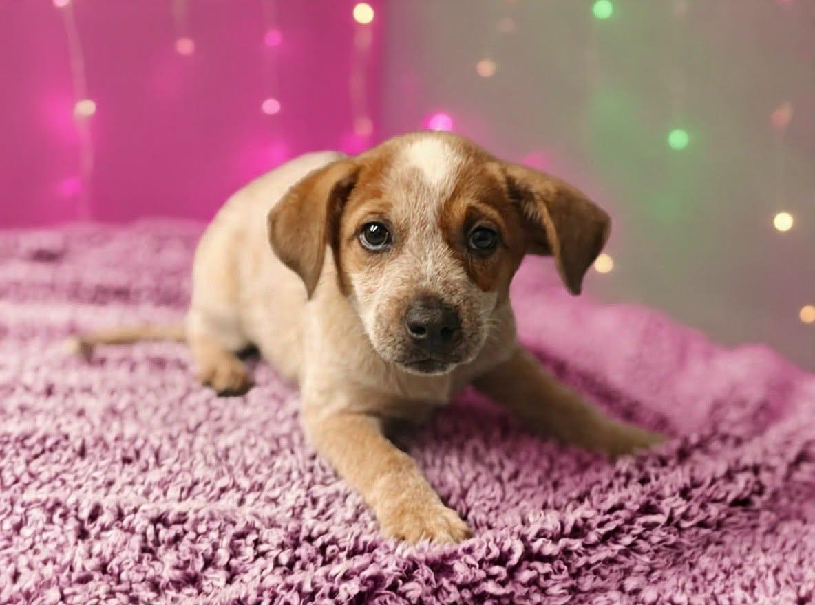Enlarge Mattie 26/621, a Adopted Australian Cattle Dog / Blue Heeler in Talladega, AL image 3/3