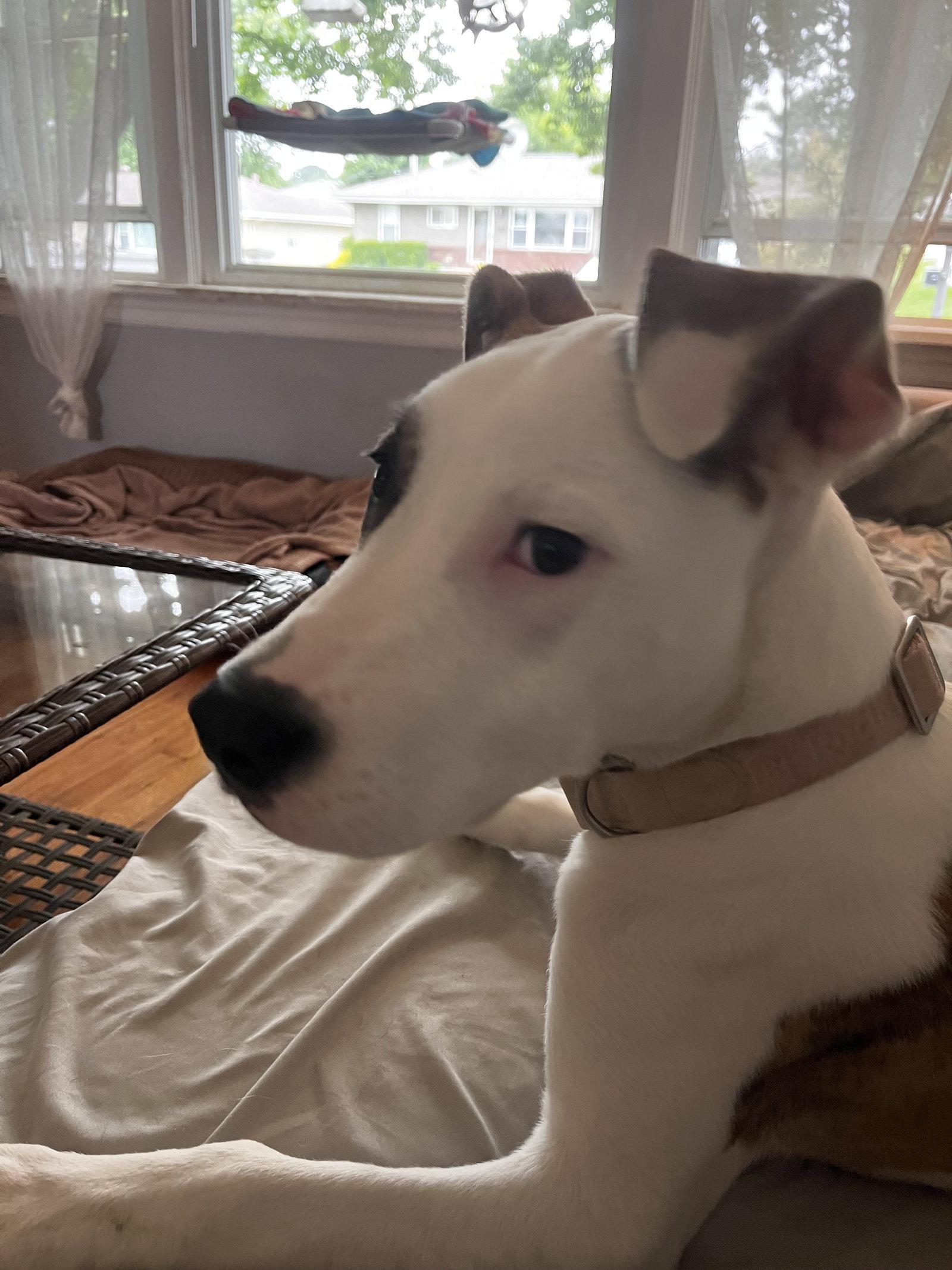 Willa, a Adoptable mixed breed in Fenton, MO image 2/3