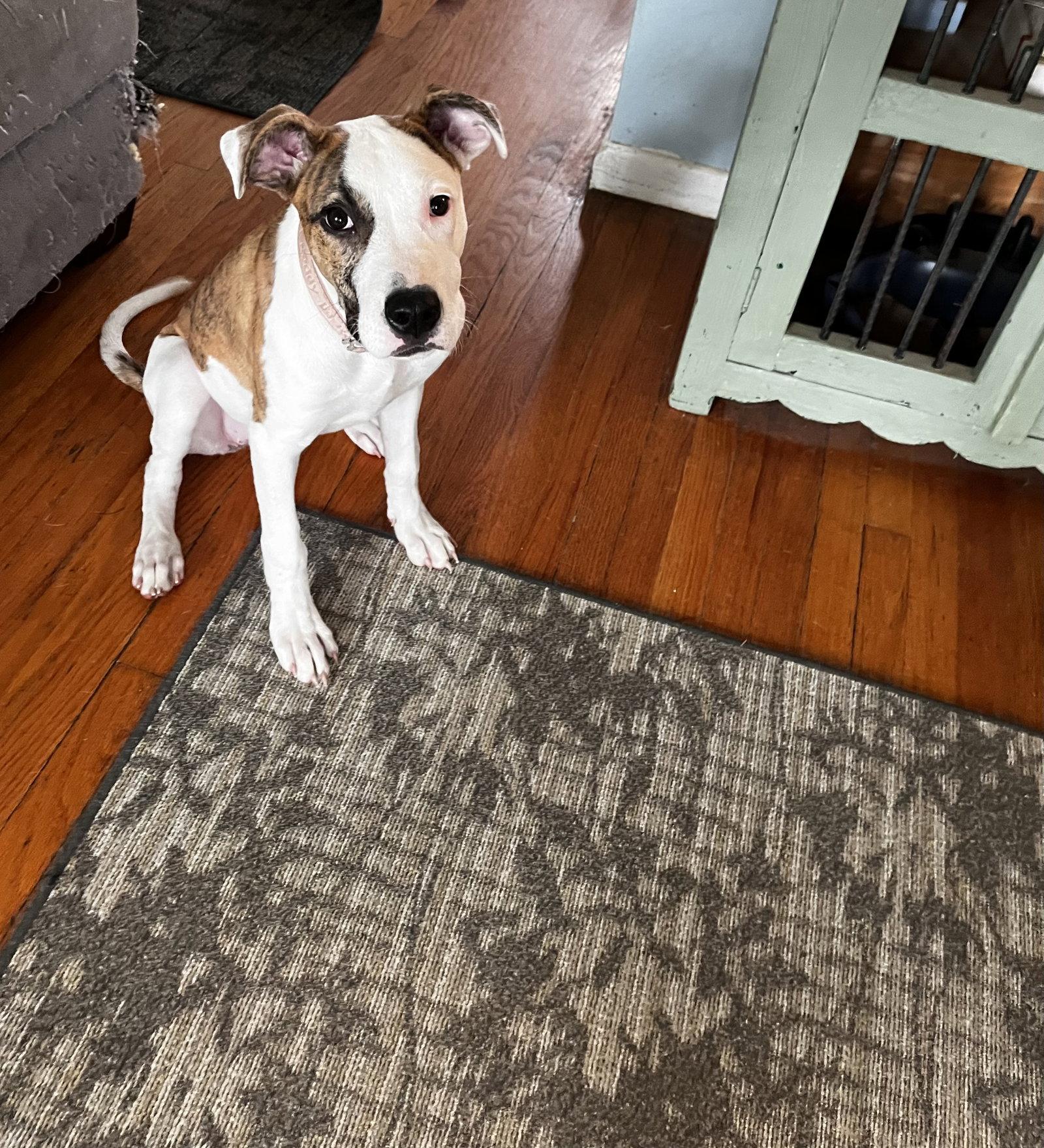 Willa, a Adoptable mixed breed in Fenton, MO image 3/3