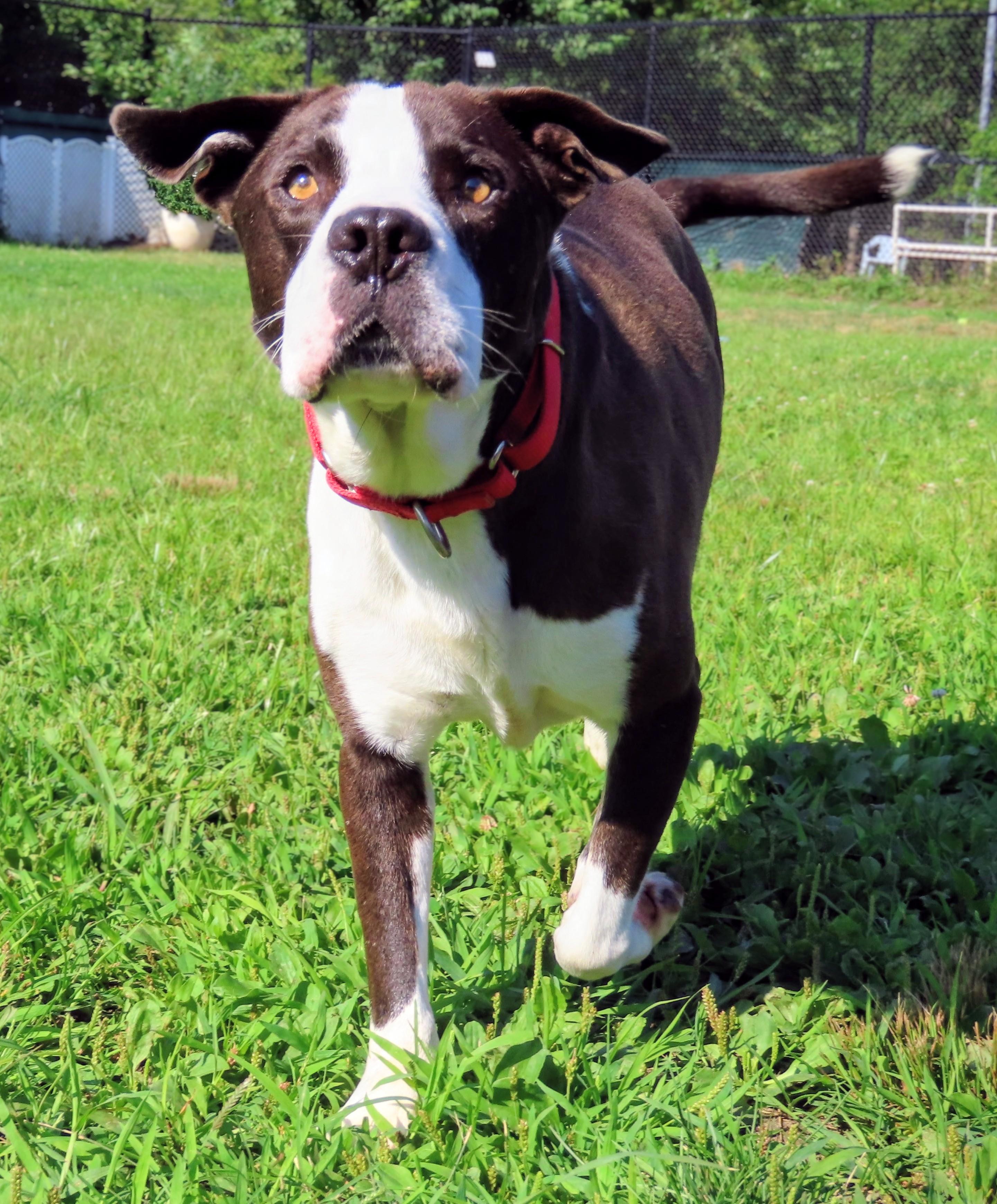 Enlarge 25-228 Tyson, a Adoptable Pit Bull Terrier in Amityville, NY image 2/5
