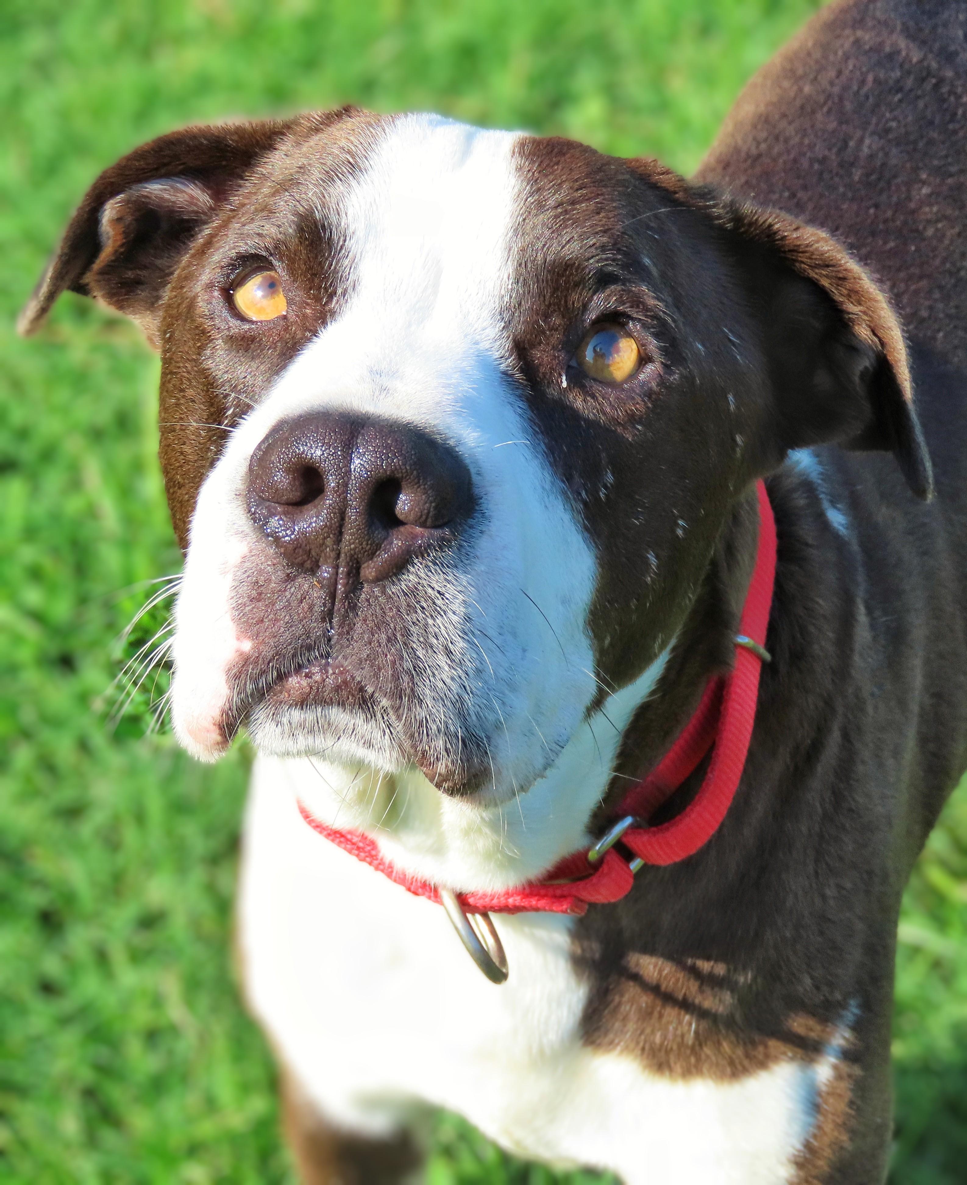 Enlarge 25-228 Tyson, a Adoptable Pit Bull Terrier in Amityville, NY image 1/5