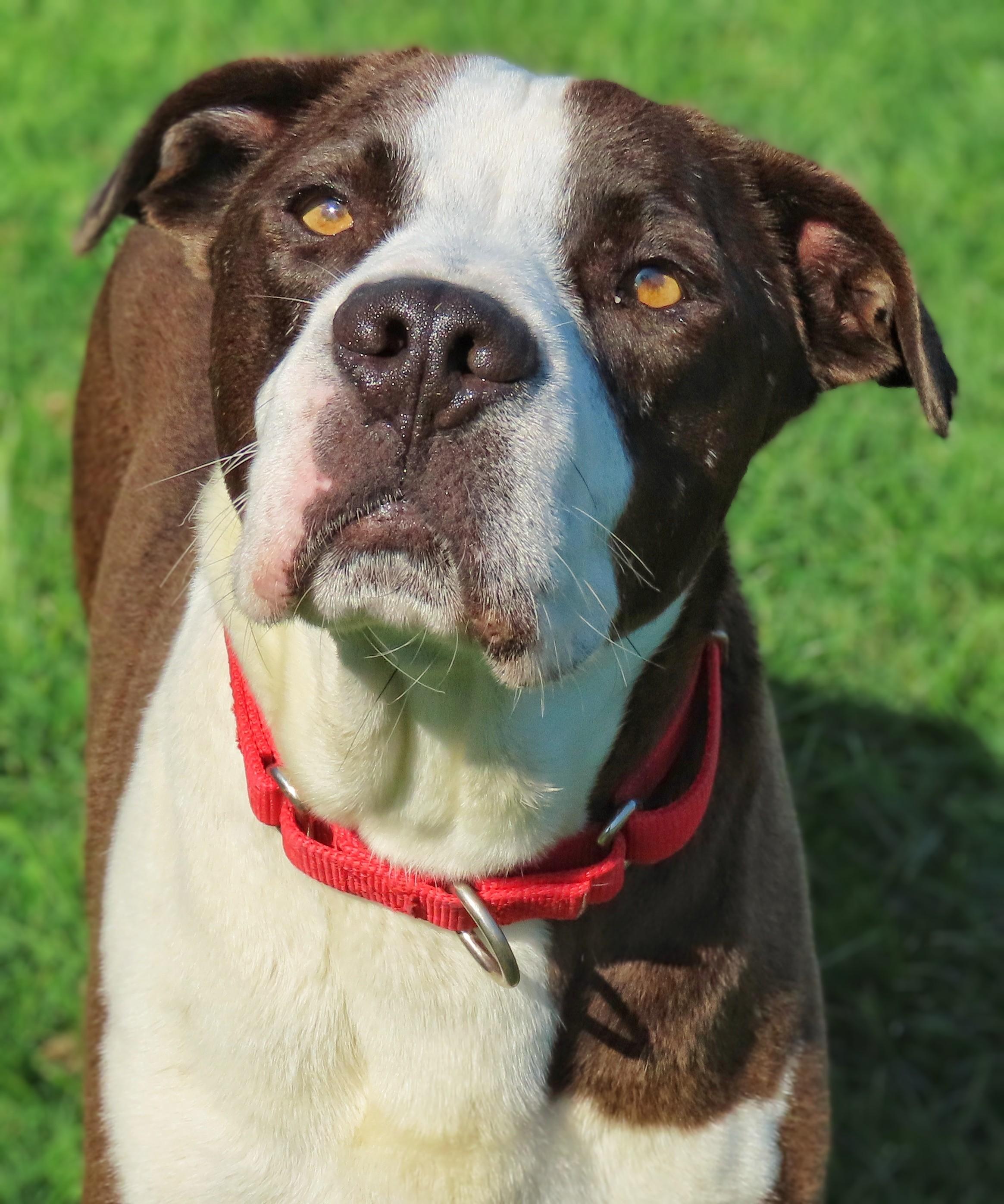 Enlarge 25-228 Tyson, a Adoptable Pit Bull Terrier in Amityville, NY image 5/5