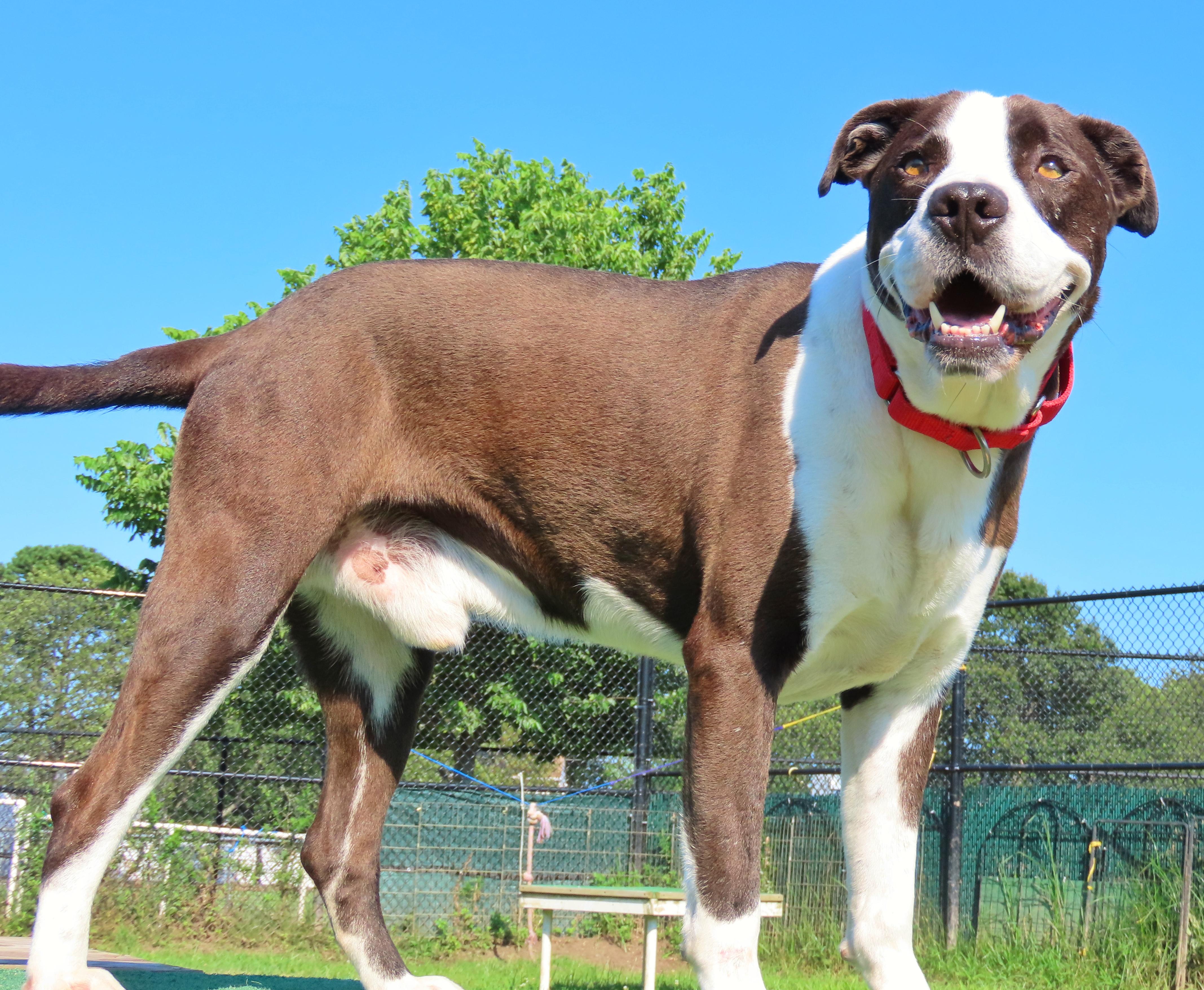 Enlarge 25-228 Tyson, a Adoptable Pit Bull Terrier in Amityville, NY image 3/5