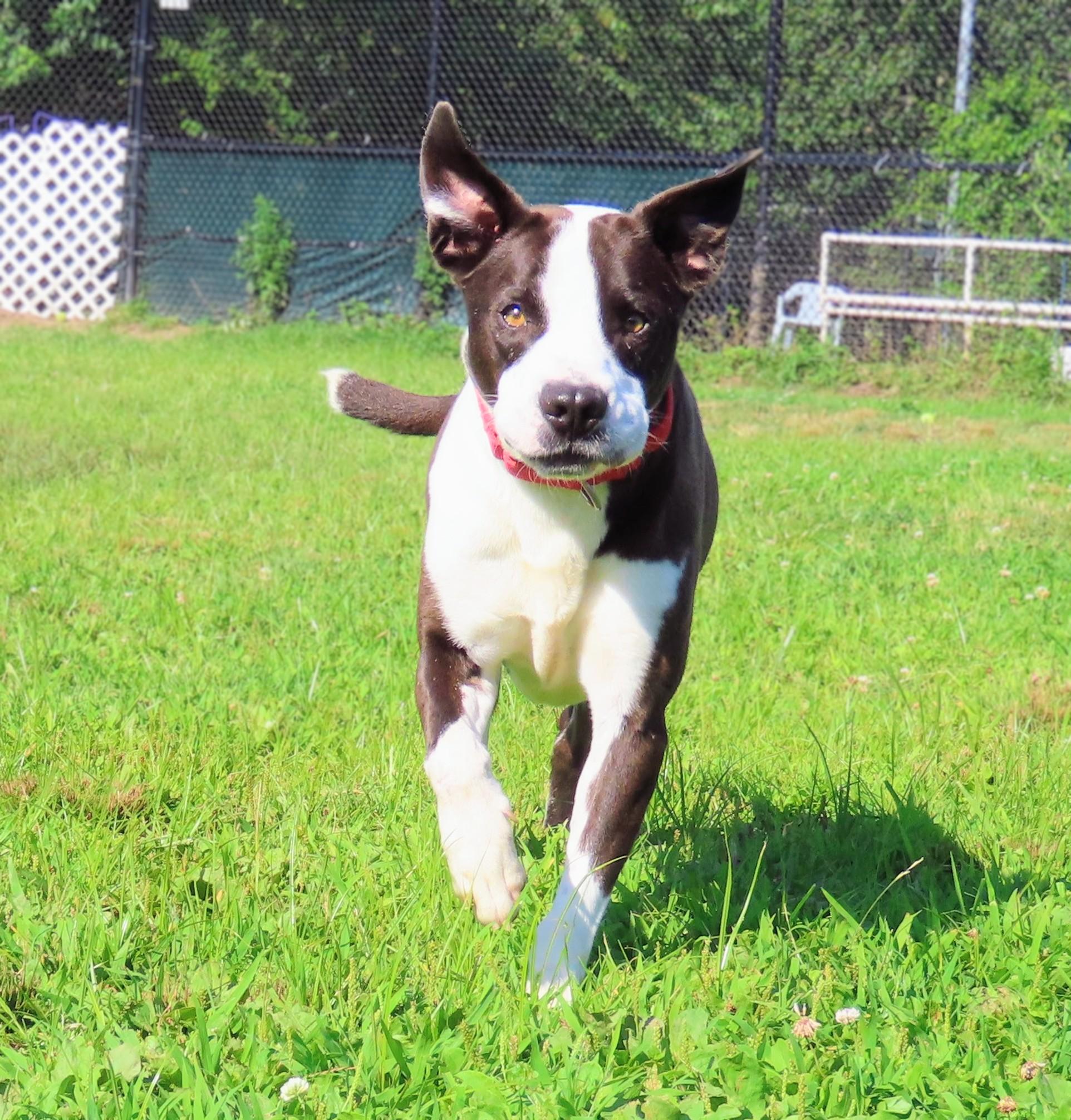 Enlarge 25-228 Tyson, a Adoptable Pit Bull Terrier in Amityville, NY image 4/5