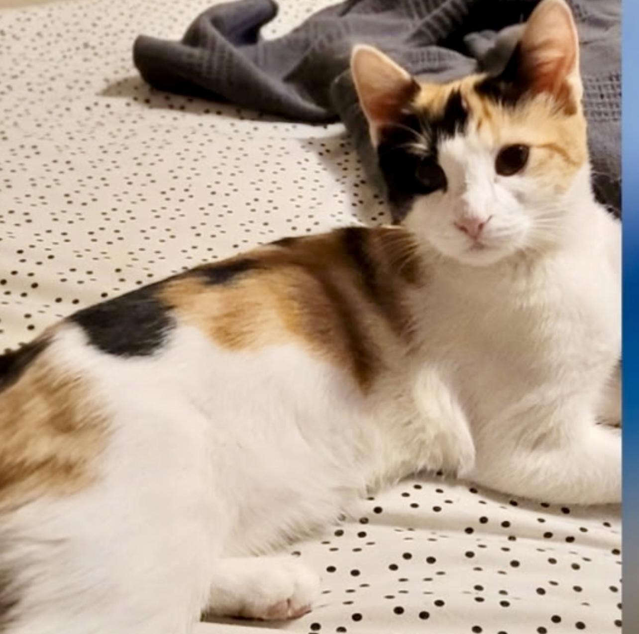 Enlarge Vega, a Adopted Calico in Ladson, SC image 2/3