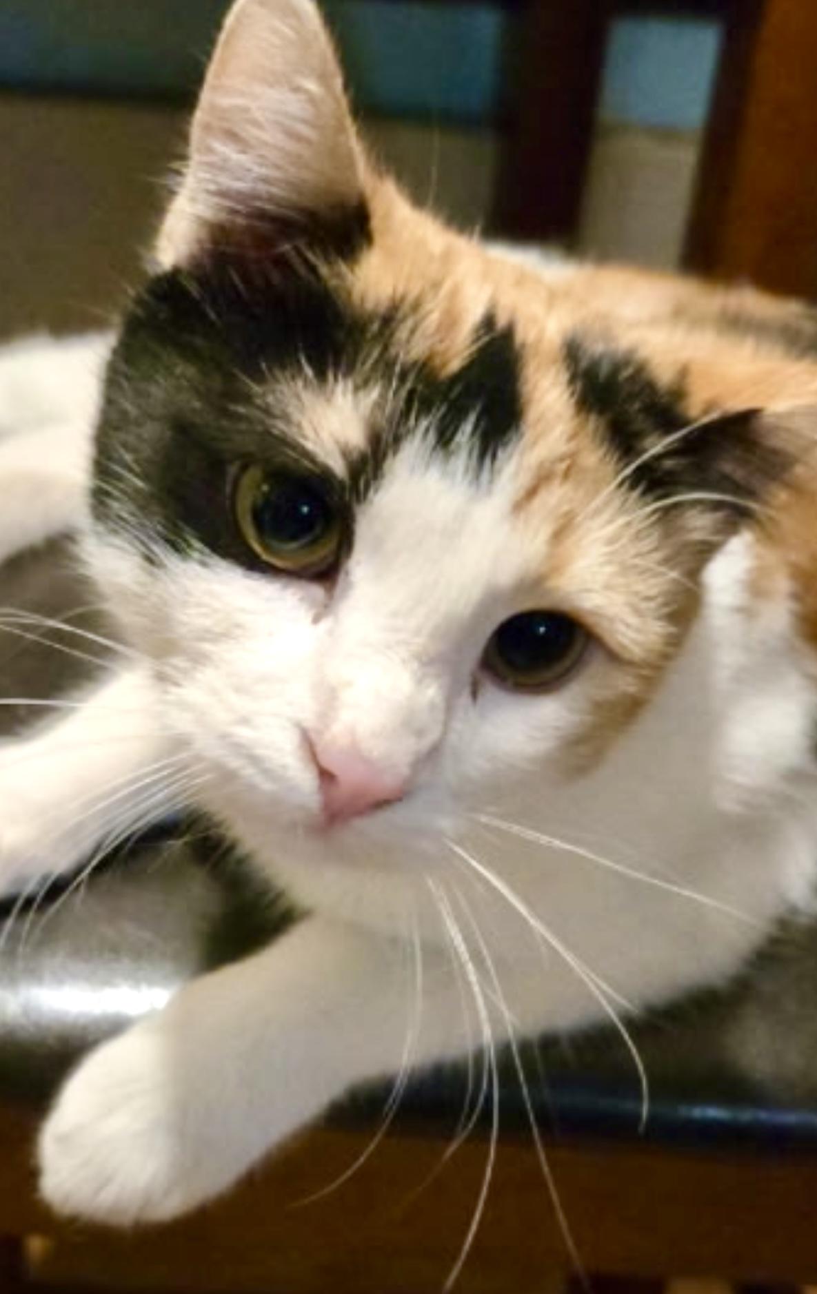 Vega, Adopted, Adult Female Calico.